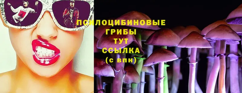 Псилоцибиновые грибы Psilocybe  Белая Холуница 